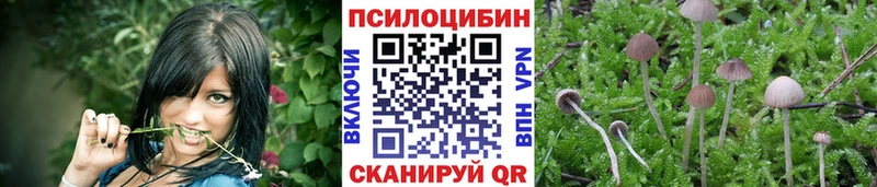 Псилоцибиновые грибы Psilocybe Билибино